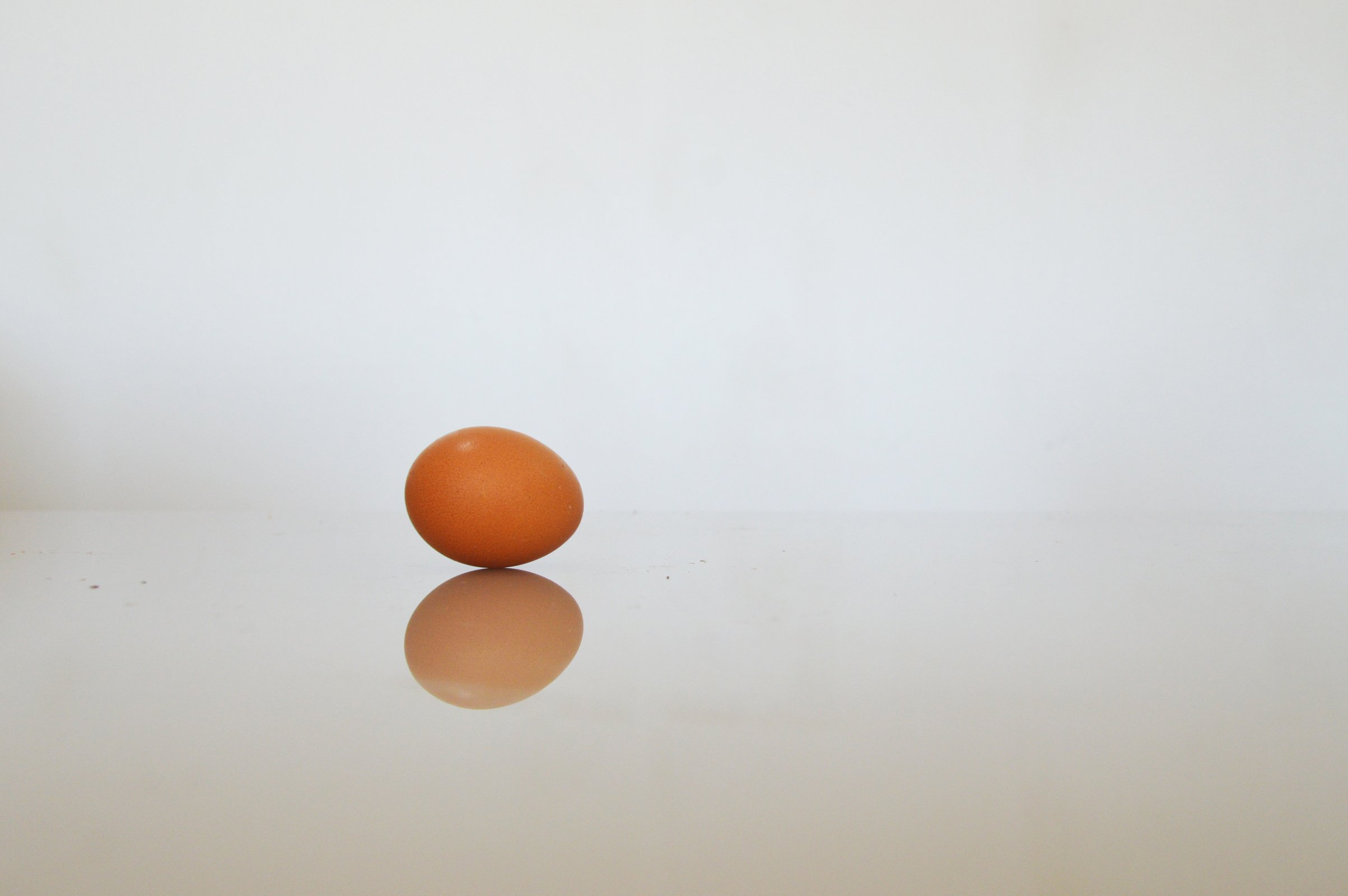 one egg only with white background